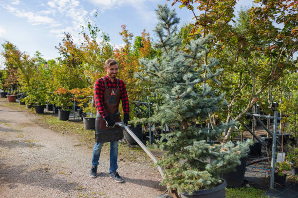 Williamsville, IL  Tree Services Company